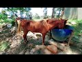 আজব কান্ড!! মাত্র ৮ হাজার টাকায় দেশি জাতের বাচ্চা ঘোড়া | Horse farm | নিল কৃষিচিত্র
