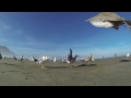 Seagulls in Seaside Oregon