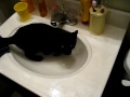 Ralphie-in-sink.avi