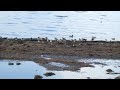 琵琶湖（長浜・豊公園）の野鳥ーカモだらけ / full of ducks
