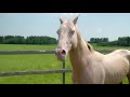 Akhal-teke horses in stud furm 