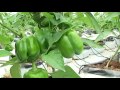 Cultivando Saberes #15. Proceso de producción agrícola del tomate y pimentón