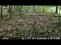 Kleine Kameras, große Überraschung 01: Spannende Begegnung im Wald mit Wildtieren!