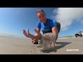 Beachcombing - Do Moon Jellies Sting?!