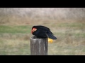 Red-winged Blackbird mating call 05-05-2009