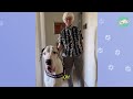 Huge Great Dane Thinks He's A Grandchild And Finds New Grandma | Cuddle Buddies