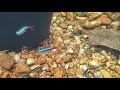 Angel fish, rams, neons and Colombian tetra in a backyard pond.