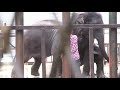 赤ちゃんゾウ　遊んだ後の授乳タイムと竹のおやつ Elephants Babies