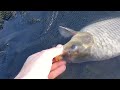 carp and catfishing @edenbrooke farm fishery 1/3/24