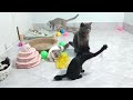 Funniest Cats And Dogs Videos 2024 😃New Funny Animals videos 🐾