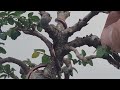 Chinese Elm Clip & Grow #new #usa #spring #treemasons #garden #gardening #trending #viral