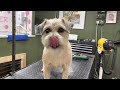 Border terrier clip from start to finish