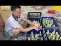 Farm Life | Harvesting goose eggs, cut grass for the goose to eat