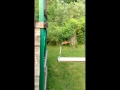 Fox in Backyard