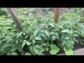 Home Sweet Homemade Homegrown Food Farm Garden Natural Organic Healthy Vegetables June 28 2024