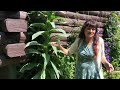 Mullein - A Walk in the Garden with Herbalist Rosemary Gladstar