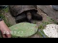 お宅訪問シリーズ！tortoisedragonさん【前編】〜かめぞー☆ちゃんねる　189クラッチ目〜