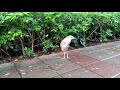 黑冠麻鷺(Malayan night heron, Gorsachius melanolophus)吃蚯蚓
