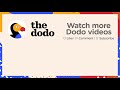 Hamsters Stuffing GIANT Foods In Their Cheeks | The Dodo