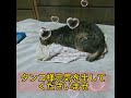 牙がとれた猫😨