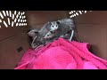 raising baby possums part 1