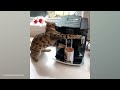 Funny Dogs And Cats Videos 2024 😅 Best Funniest Animal Videos of June