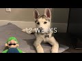 HUSKY PUPPY WEEK BY WEEK | Siberian Husky 6 weeks to 12 weeks