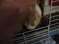bunny rabbit being funny