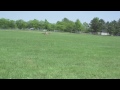 NitroPlanes Extra 330L EP Flight Video
