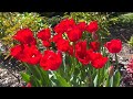 Rose & flower garden Stanley park in Vancouver BC [ Spring to Summer ] 🇨🇦