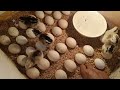 মোৰ  উপাৰ্জনৰ পথ মোৰ সৰু লোকেল মূৰ্গী ফাৰ্মখন|| How to Make a Simple Egg Incubatorat home