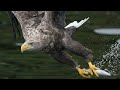Most Weird Eagle Breeds In the World | Wild Whim