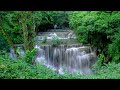 Forest Birds Chirping on Amazing Green Waterfall, Relaxing Music, Anti-Stress Music