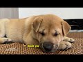 So funny and cute😂!The kitten met the puppy for the first time.The puppy occupied the kitten's bed