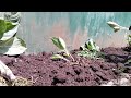 my own little way how to grow fast my plants#aglaonema