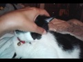 How to give Romeo my kitty a head rub!