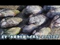 一見何もいないドブに生息する貴重な在来種を捕食する巨大外来生物を大量に捕獲する！