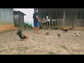 Rural Living lifestyle//Joy of Raising Hen Chick rooster 🫠🐔//