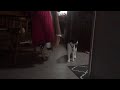 ANOTHER EPIC CAT FIGHT!!!!: Fluffy vs Spunky