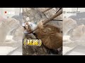 用中文問貓「吃飯嗎」沒反應...改用法語牠秒懂：要~😽｜寵物動物｜精選影片