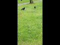 Birds fight over apple