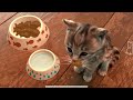 EDUCATIONAL LITTLE KITTEN ADVENTURE - A FUNNY LEARNING GAME AND CARTOON SCHOOL STORY OF A CUTE CAT