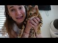 MY EXOTIC CAT IS PREGNANT!