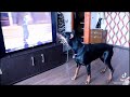 🐱🐶#shorts- video02- TikTok Animal Funny and Cute Channel.🐒🐦