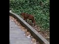 Bobcat at Deer lake