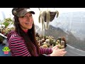 The BIG CACTUS Shuffle - Rearranging Cacti & doing Cactus jobs in the Polytunnel #cactus #cacti