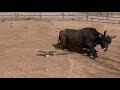 Dummy Bucking / Calves