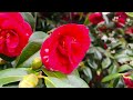 Southampton Spring Bloom 2024 | Spring Flowers | ArthurBlanco YTv