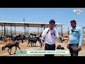 20 एकर शेतीला 120 शेळ्या भारी🔥| Goat farming in Maharashtra | शेळी पालन | Small business ideas |