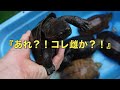 オオアタマクサガメとクサガメの比較　〜かめぞー☆ちゃんねる　136クラッチ目〜